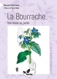 La Bourrache, une étoile au jardin